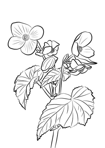 Чистотел Луговой