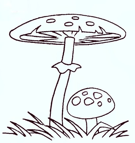 Мухомор черно белый