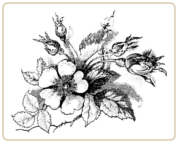 Цветочная композиция Графика