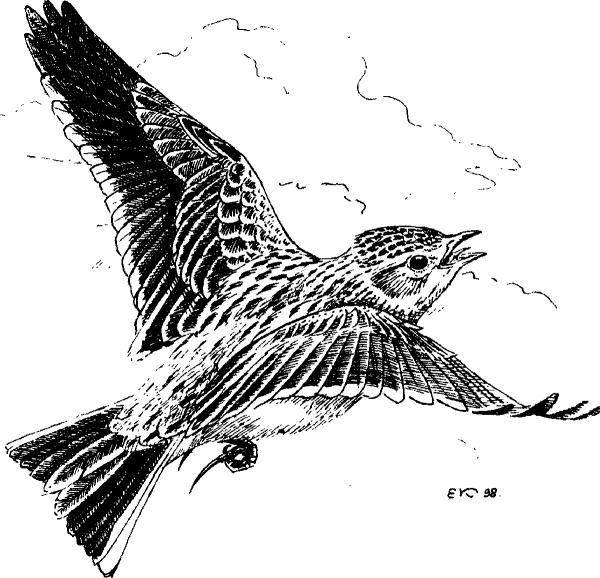 Жаворонок рисунок