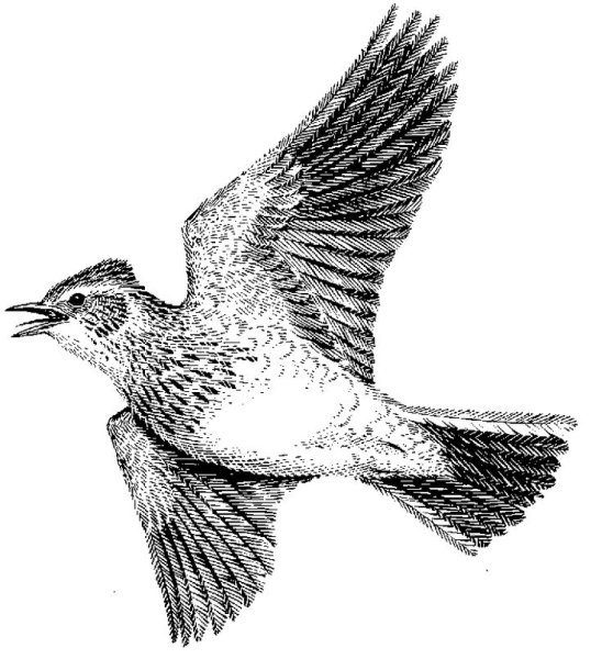 Жаворонок чб