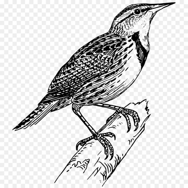 Дрозд раскраска