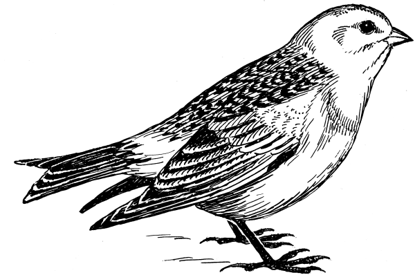 Жаворонок рисунок карандашом