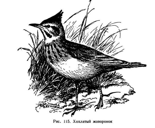 Рисунок жаворонка для срисовки