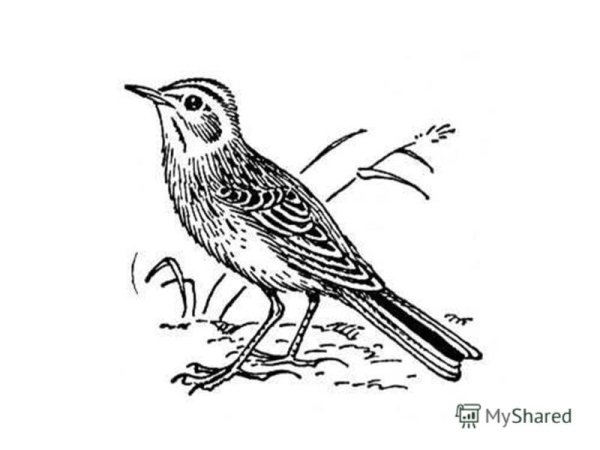 Жаворонок полевой Alauda arvensis