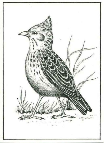 Сойка птица раскраска