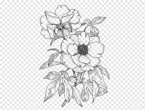 Эскиз цветов без фона