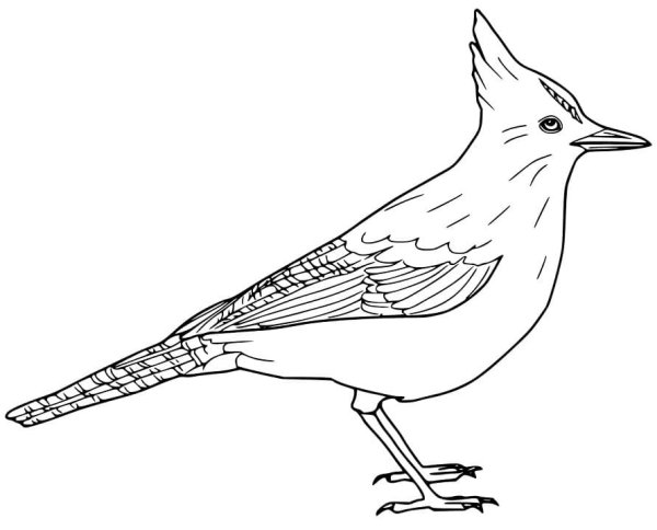 Соловей карандашом