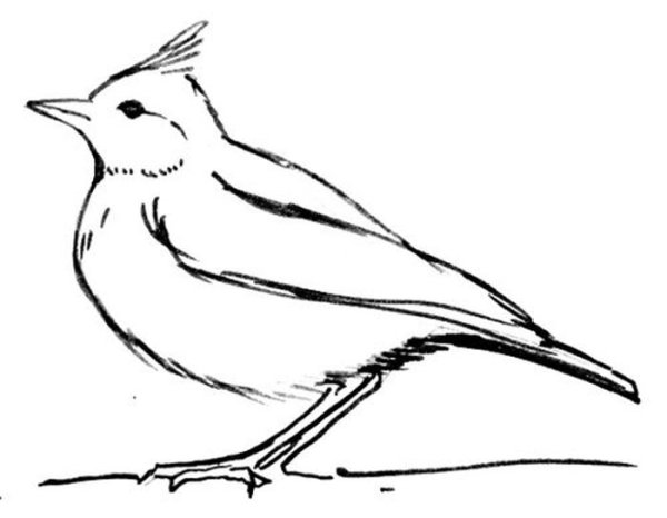 Сойка птица