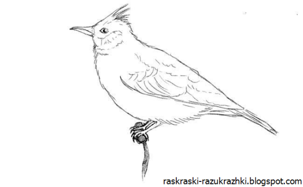 Жаворонок раскраска для детей