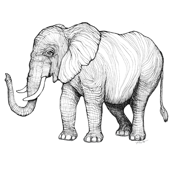 Графическое изображение слона