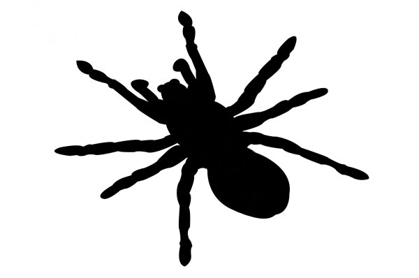 Тень паука