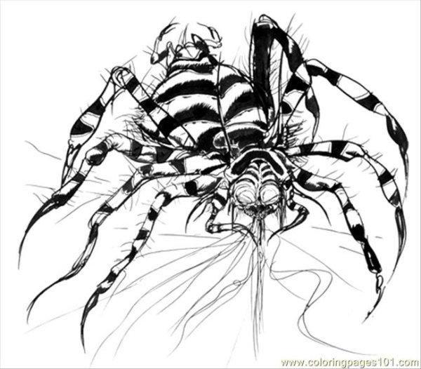 Spider Knight (Арахнид)