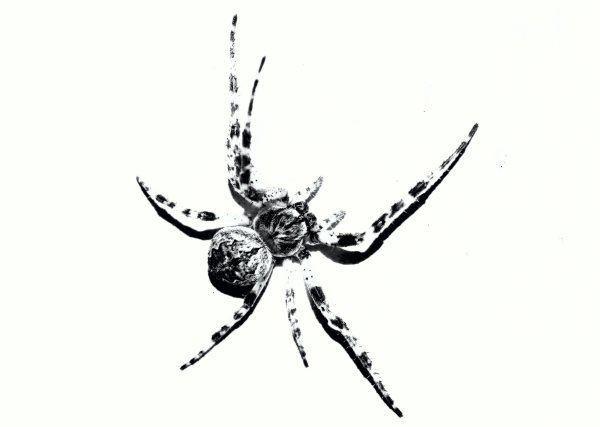 Паук черно белый