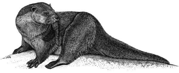 Lutra Lutra (Linnaeus, 1758)