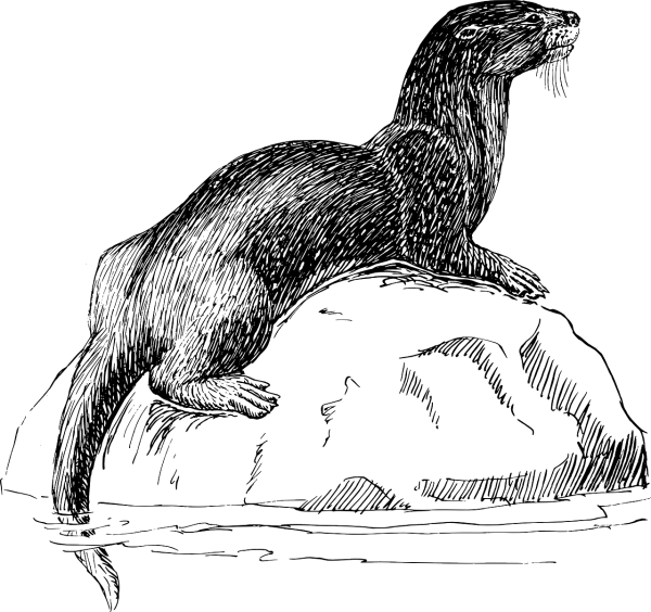 Кавказская выдра сбоку