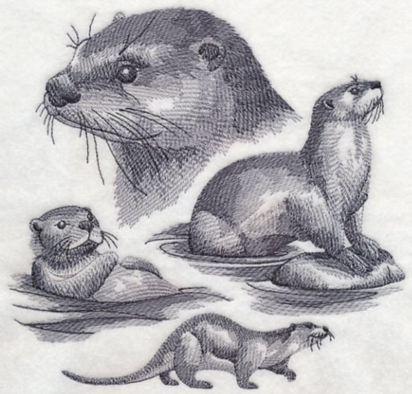 Выдра рисунок
