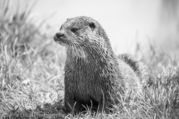 Выдра белая