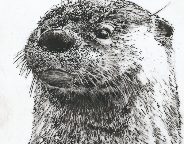 Выдра гравюра