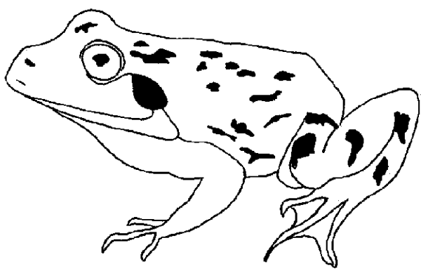 Жаба черно белая