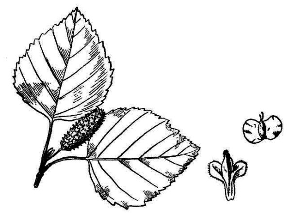 Береза ольха лещина