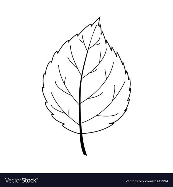 Лист березы контур