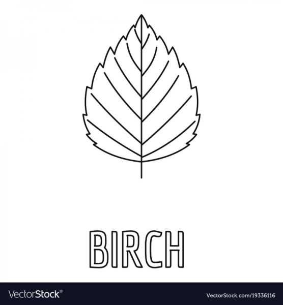 Березовый лист вектор