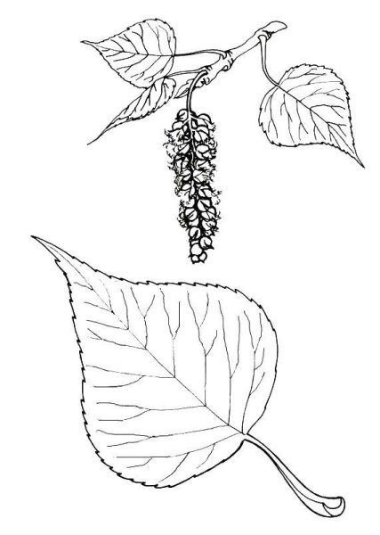Лист тополя раскраска