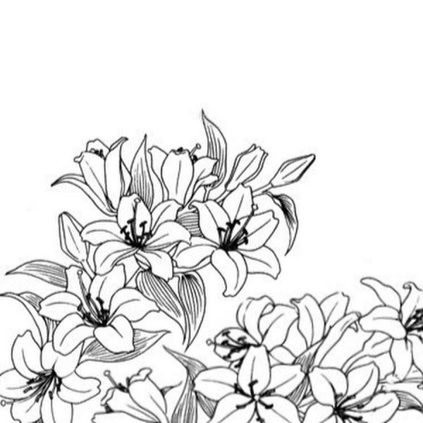 Контур цветов на белом фоне