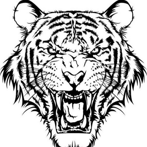 Оскал тигра тату эскиз