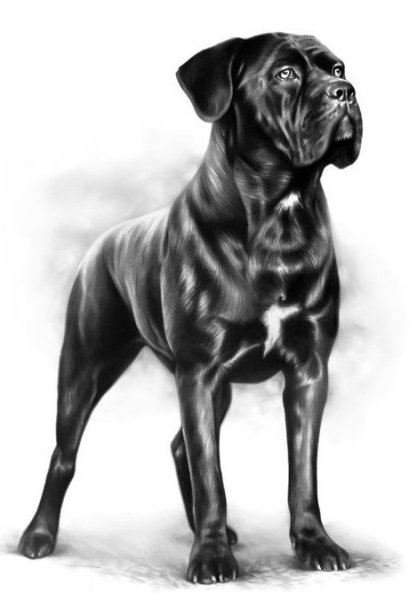 Кане Корсо рисунок