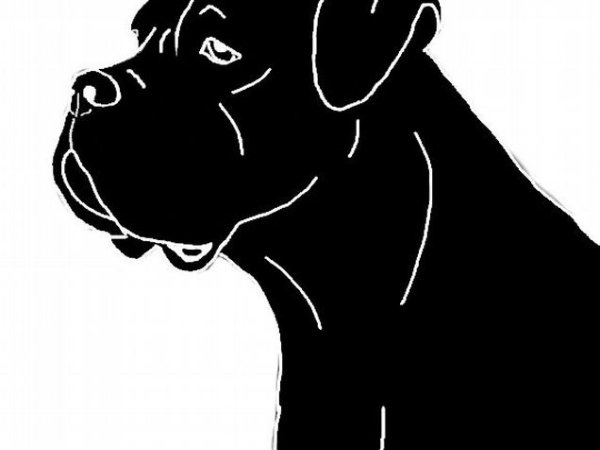 Кане Корсо вектор