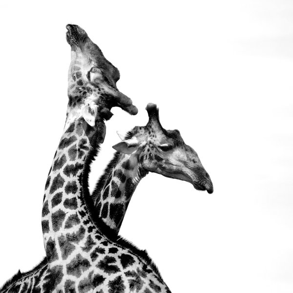 Черный Жираф