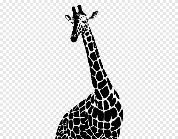 Жираф черно белый