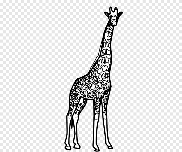 Жираф на белом фоне