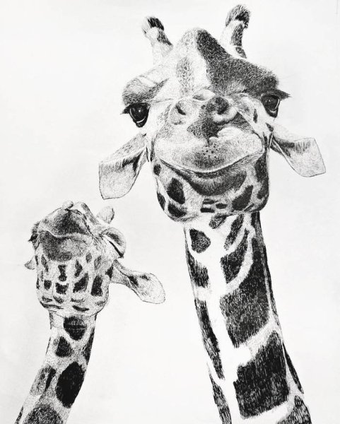 Жираф черно белый