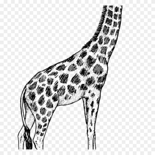 Жираф чб для детей