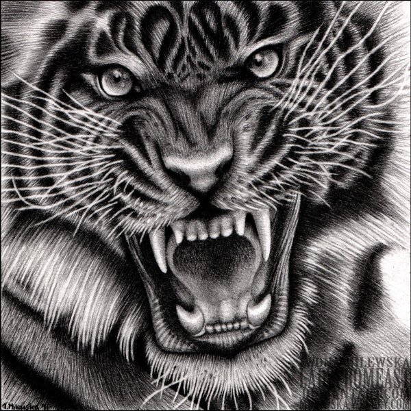 Тигр карандашом оскал