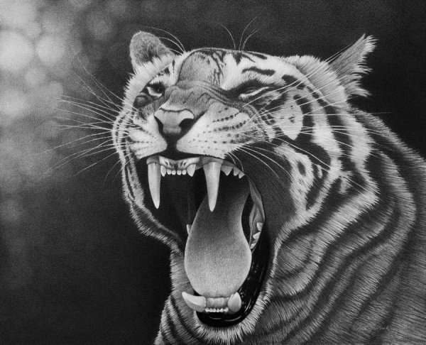 Оскал тигра реализм