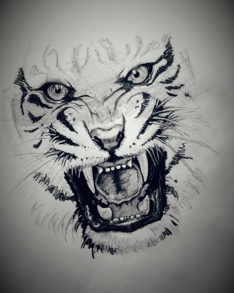 Оскал тигра тату