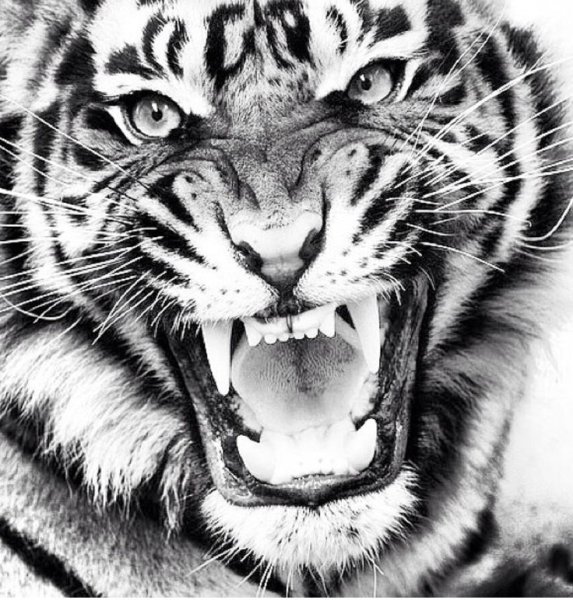 Тигр черно белый
