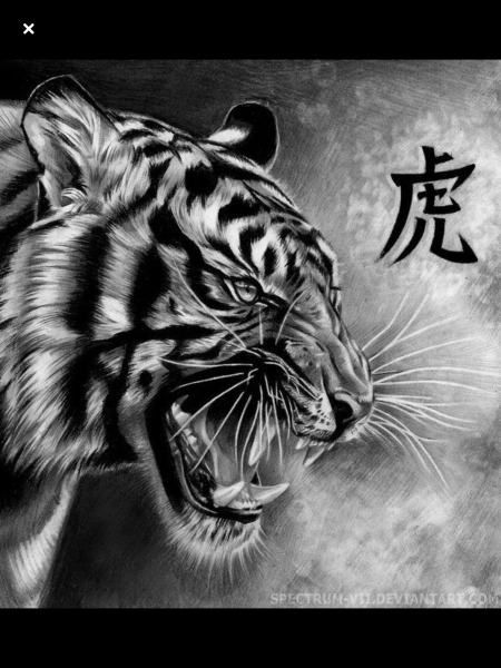 Тату эскиз тигр оскал реализм эскиз