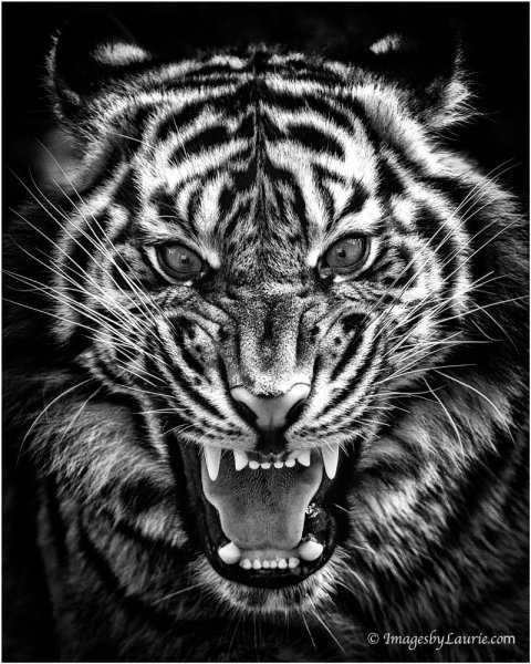 Оскал на черном фоне