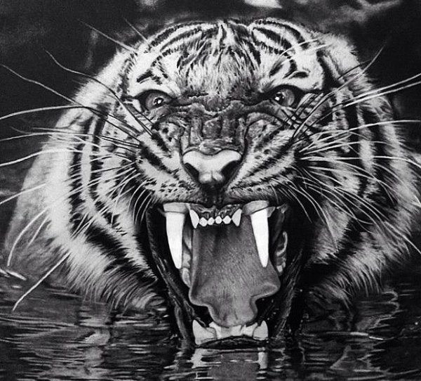Тигр оскал реализм