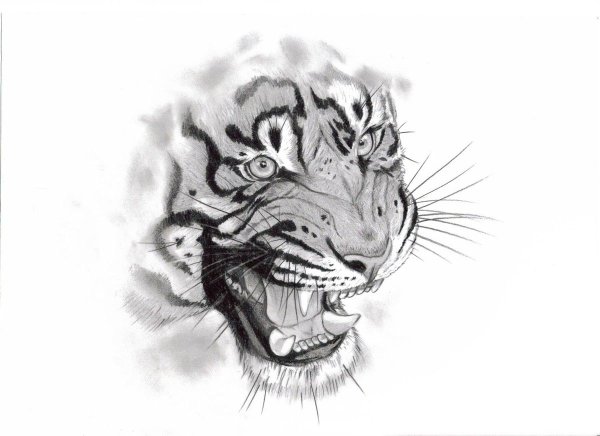 Эскизы татуировок оскал тигра