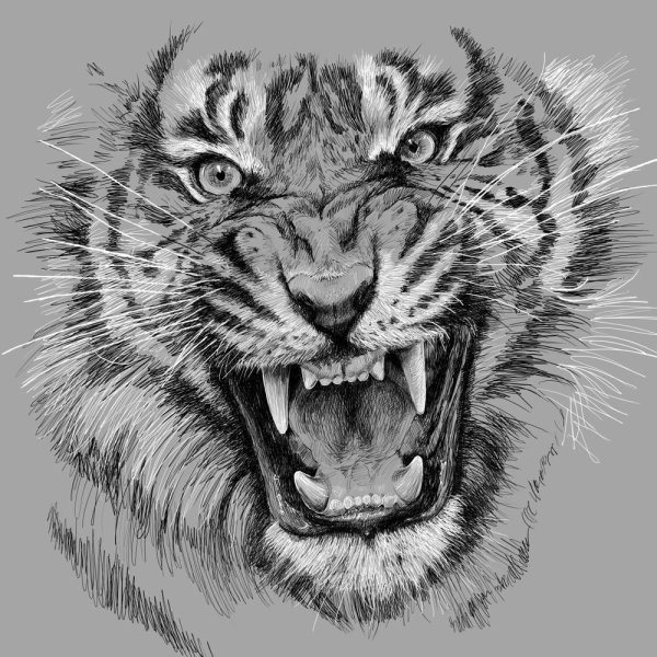 Оскал тигра тату эскиз