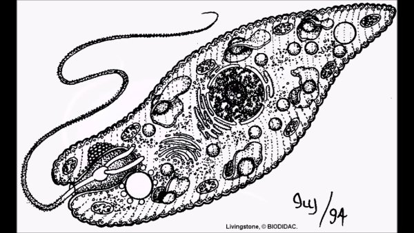 Жгутиконосцы эвглена зеленая
