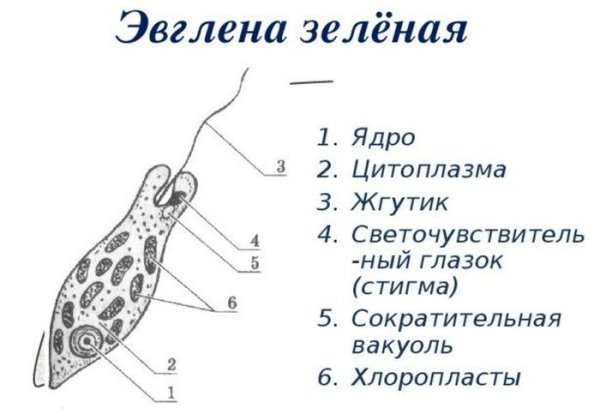 Схема строения эвглены зеленой