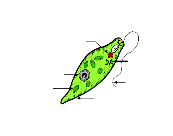 Строение жгутиковые эвглена зеленая