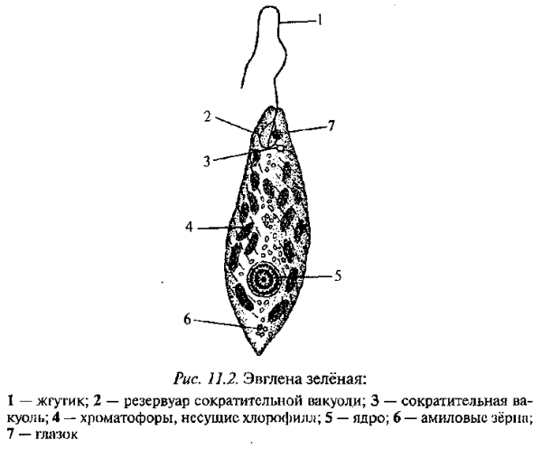 Эвглена зеленая